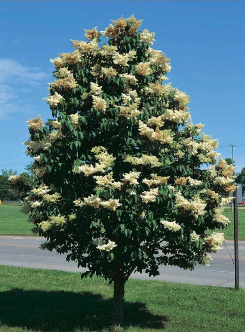tree-lilac-ivory-silk-japanese Tree Lilac 'Ivory Silk Japanese'
