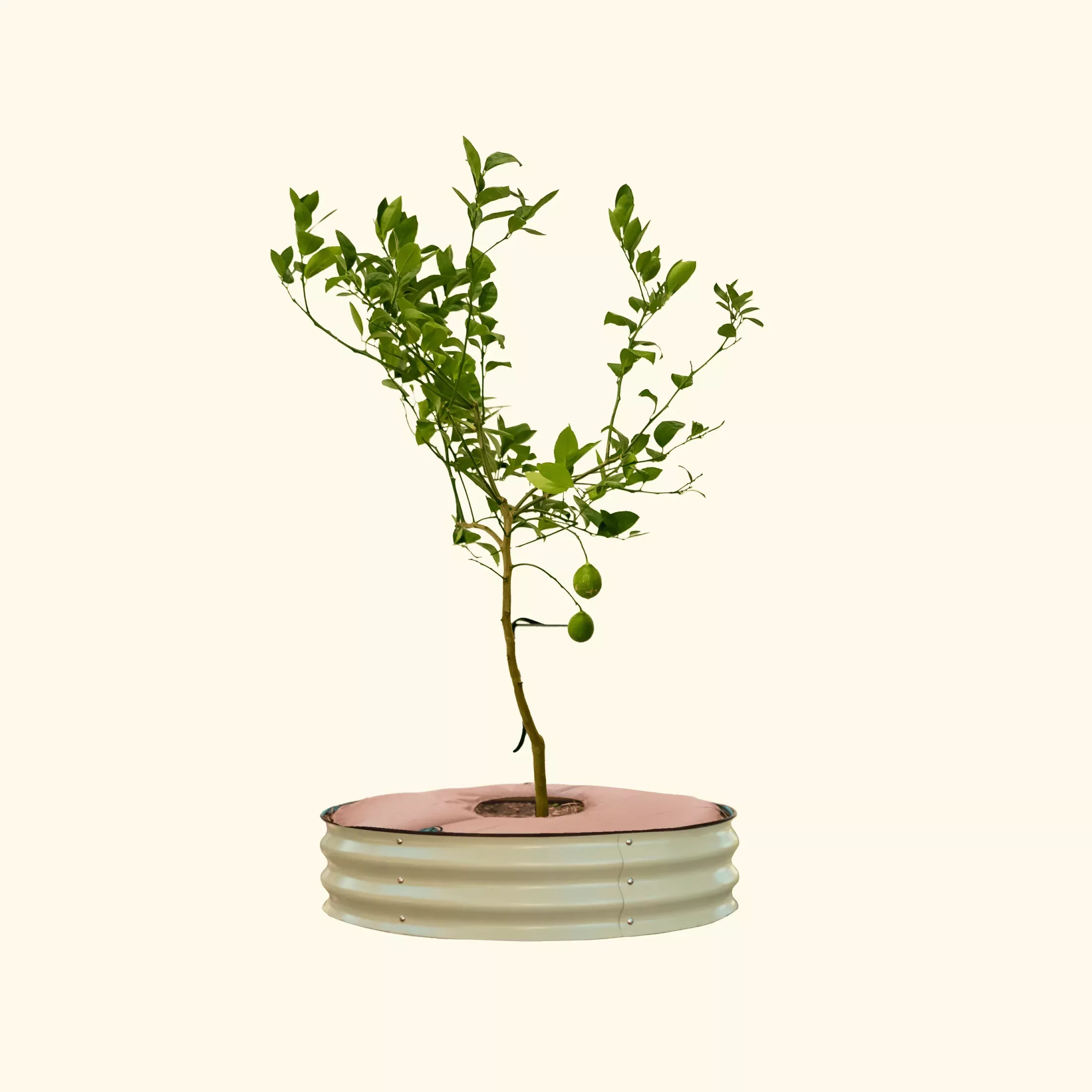 tree-surround-watering-ring-kit Tree Surround & Watering Ring Kit