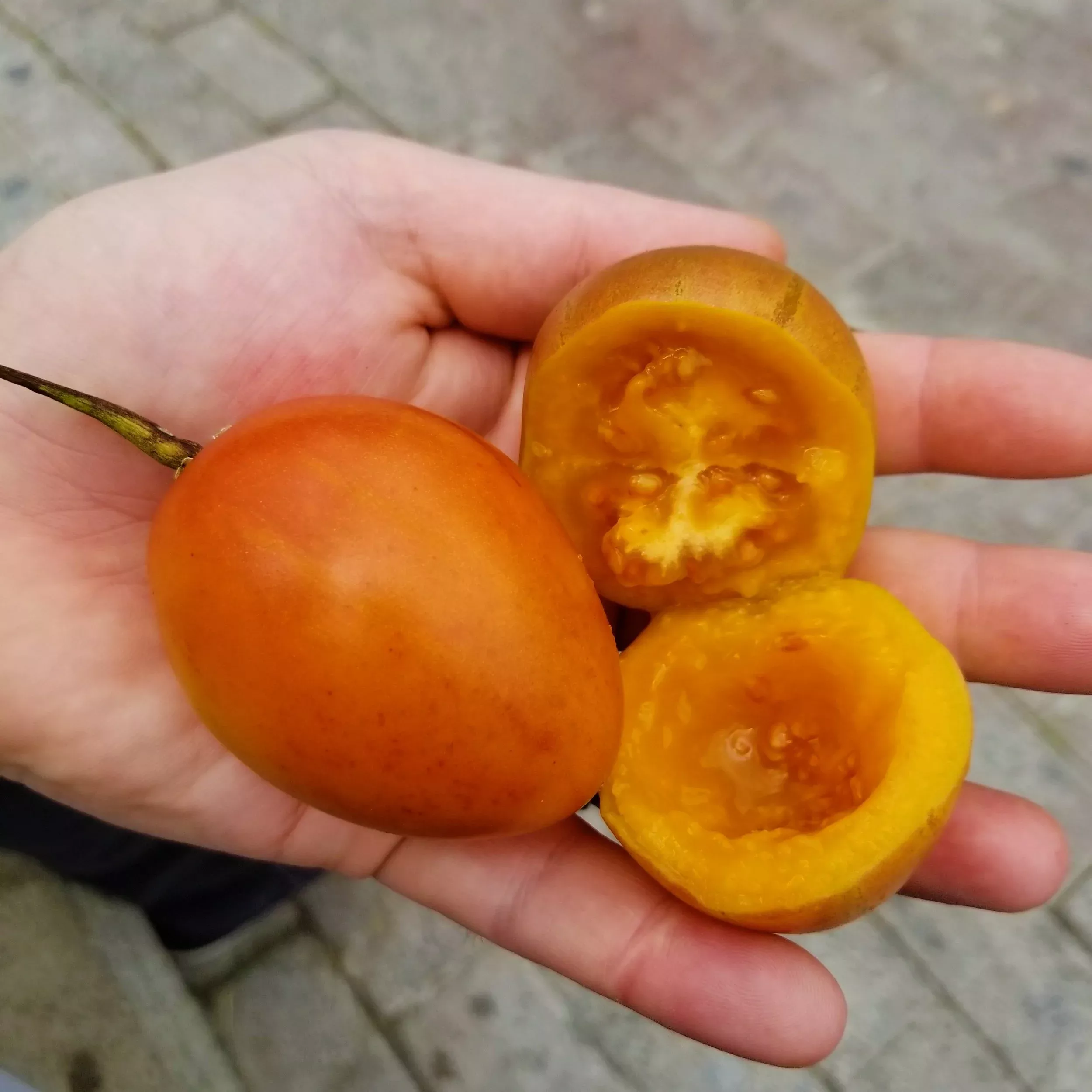 tree-tomato Tree Tomato