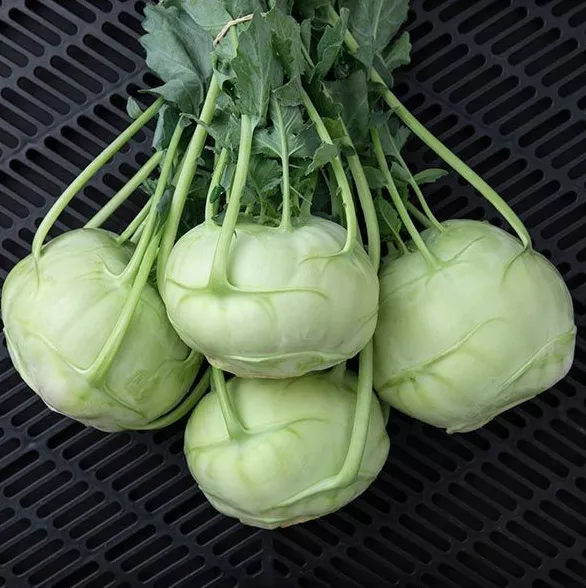 trero-kohlrabi Trero Kohlrabi