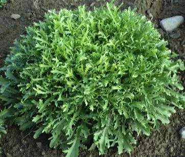 Tres Fine Endive