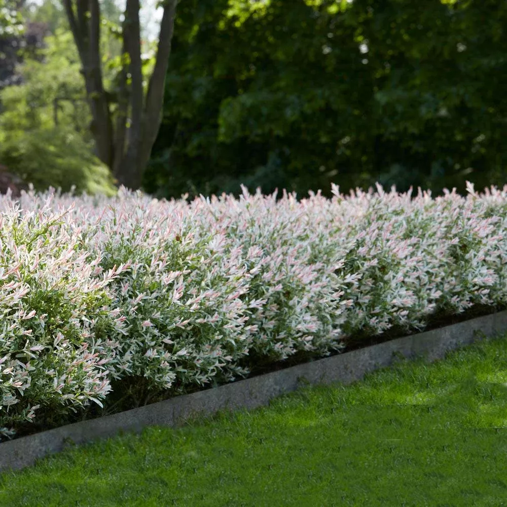 tri-color-dappled-willow Tri-Color Dappled Willow