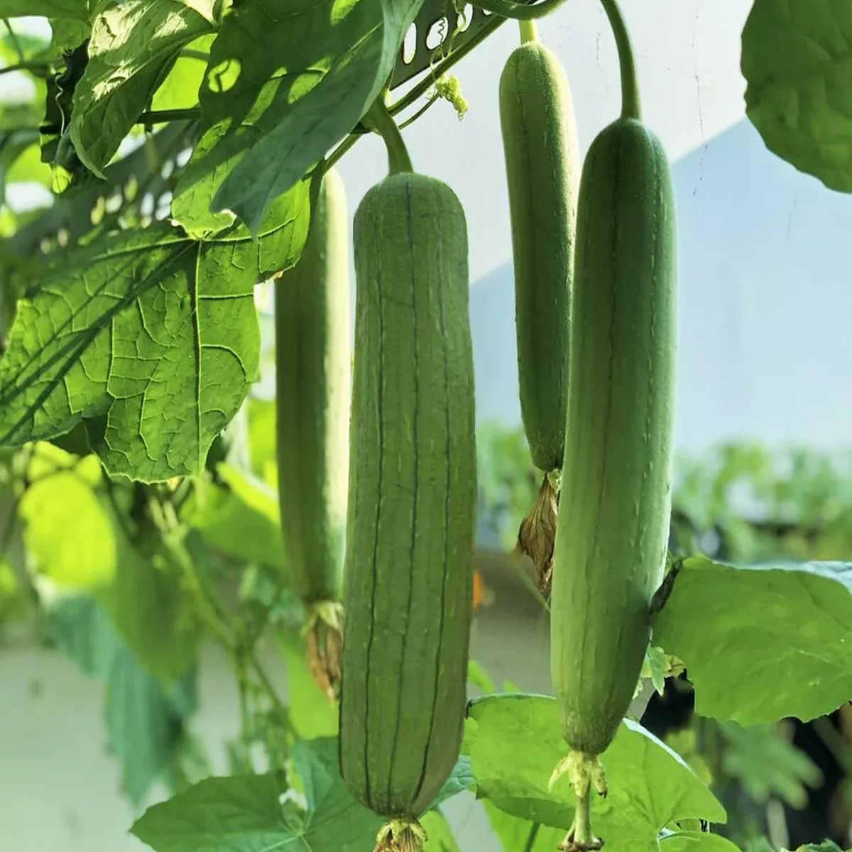 tri-leaf-smooth-luffa-gourd Tri Leaf Smooth Luffa Gourd