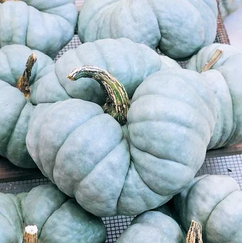 triamble-blue-pumpkin Triamble Blue Pumpkin