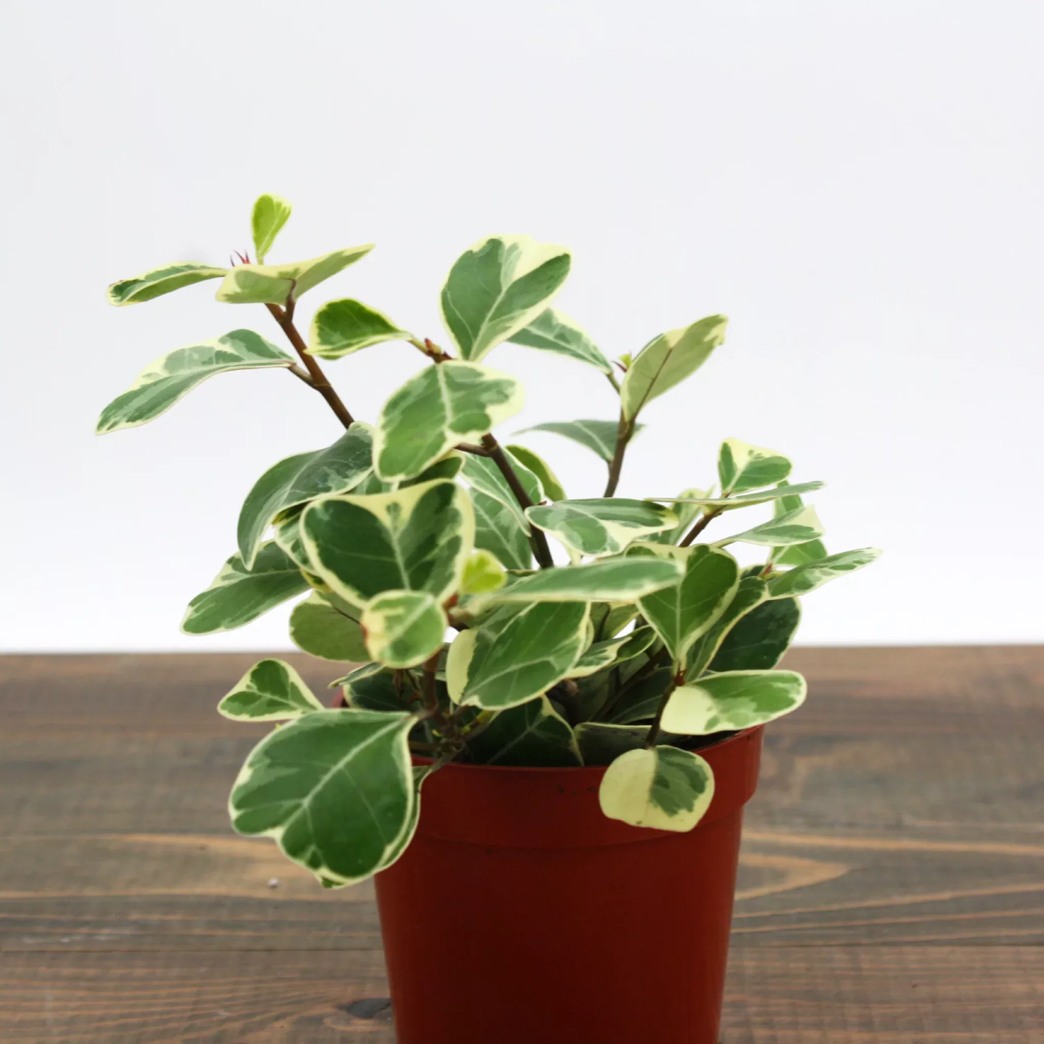Triangle Ficus