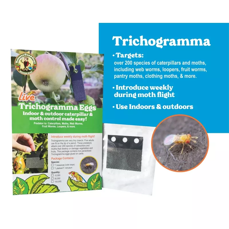 trichogramma-eggs-on-hanging-cards-caterpillar-moth-control Trichogramma Eggs on Hanging Cards - Caterpillar & Moth Control
