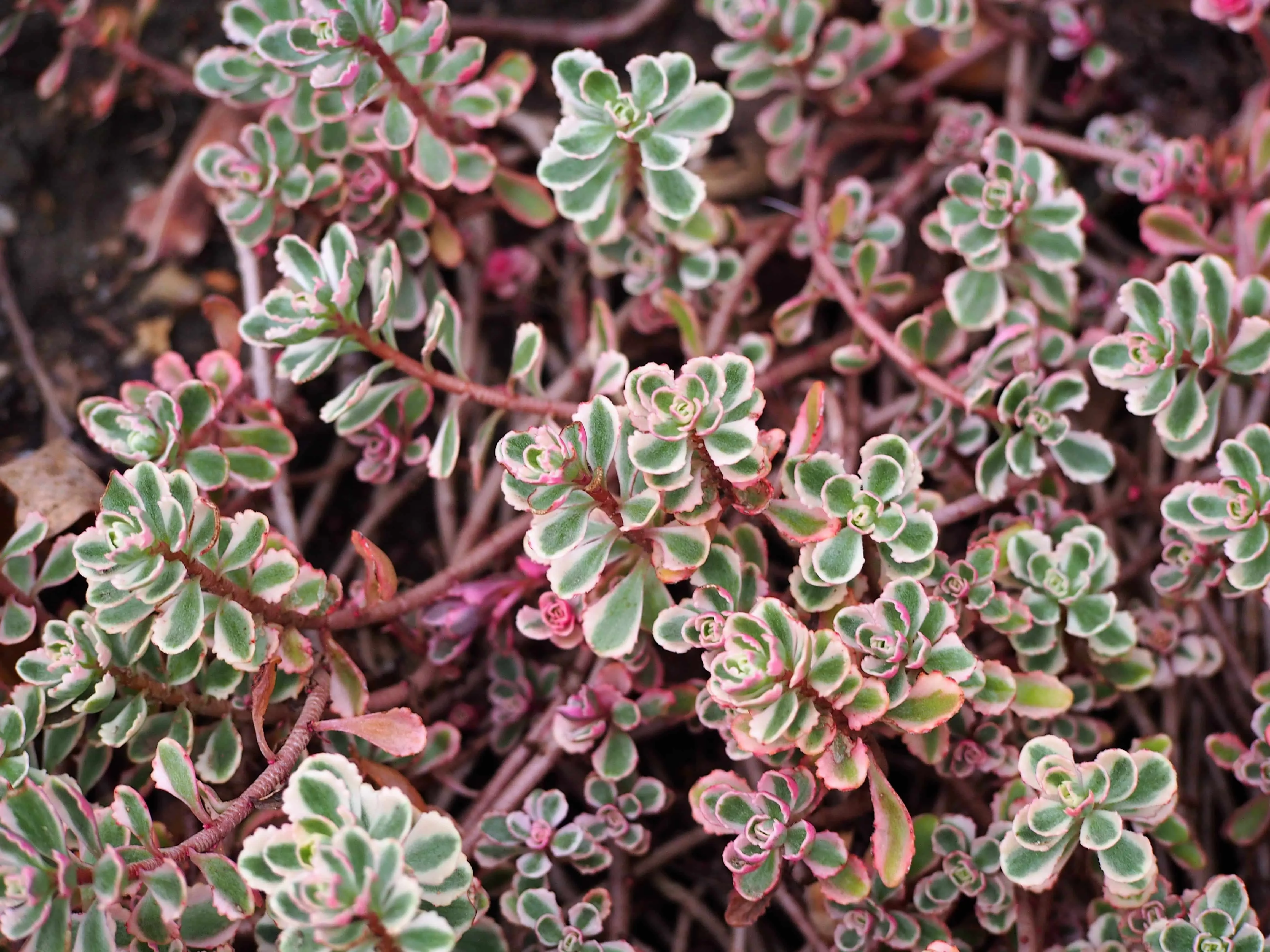 tricolor-sedum Tricolor Sedum