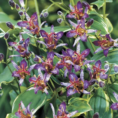 Tricyrtis ‘Gilt Edge’
