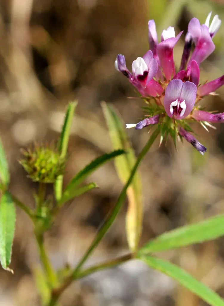 trifolium-willdenovii-tomcat-clover-seed Trifolium willdenovii - Tomcat Clover (Seed)