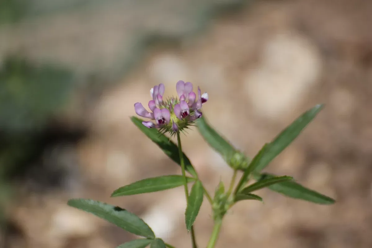 trifolium-willdenovii-tomcat-clover Trifolium willdenovii, Tomcat Clover