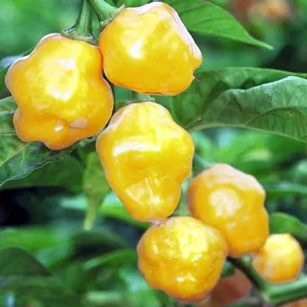 trinidad-perfume-pepper Trinidad Perfume Pepper