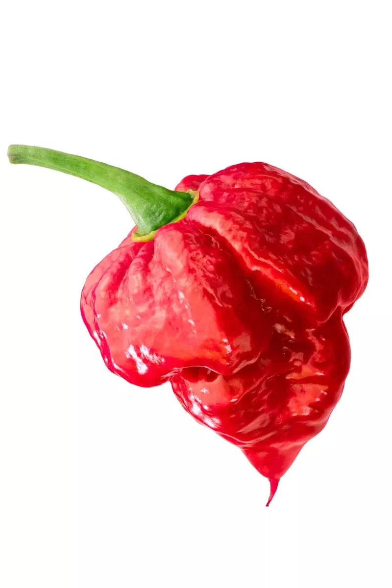 trinidad-scorpion Trinidad Scorpion