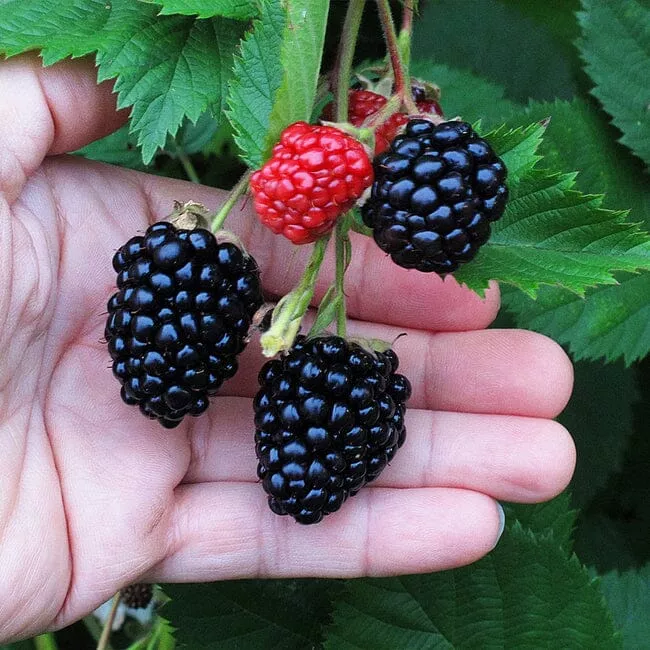 triple-crown-blackberry-plant Triple Crown Blackberry Plant