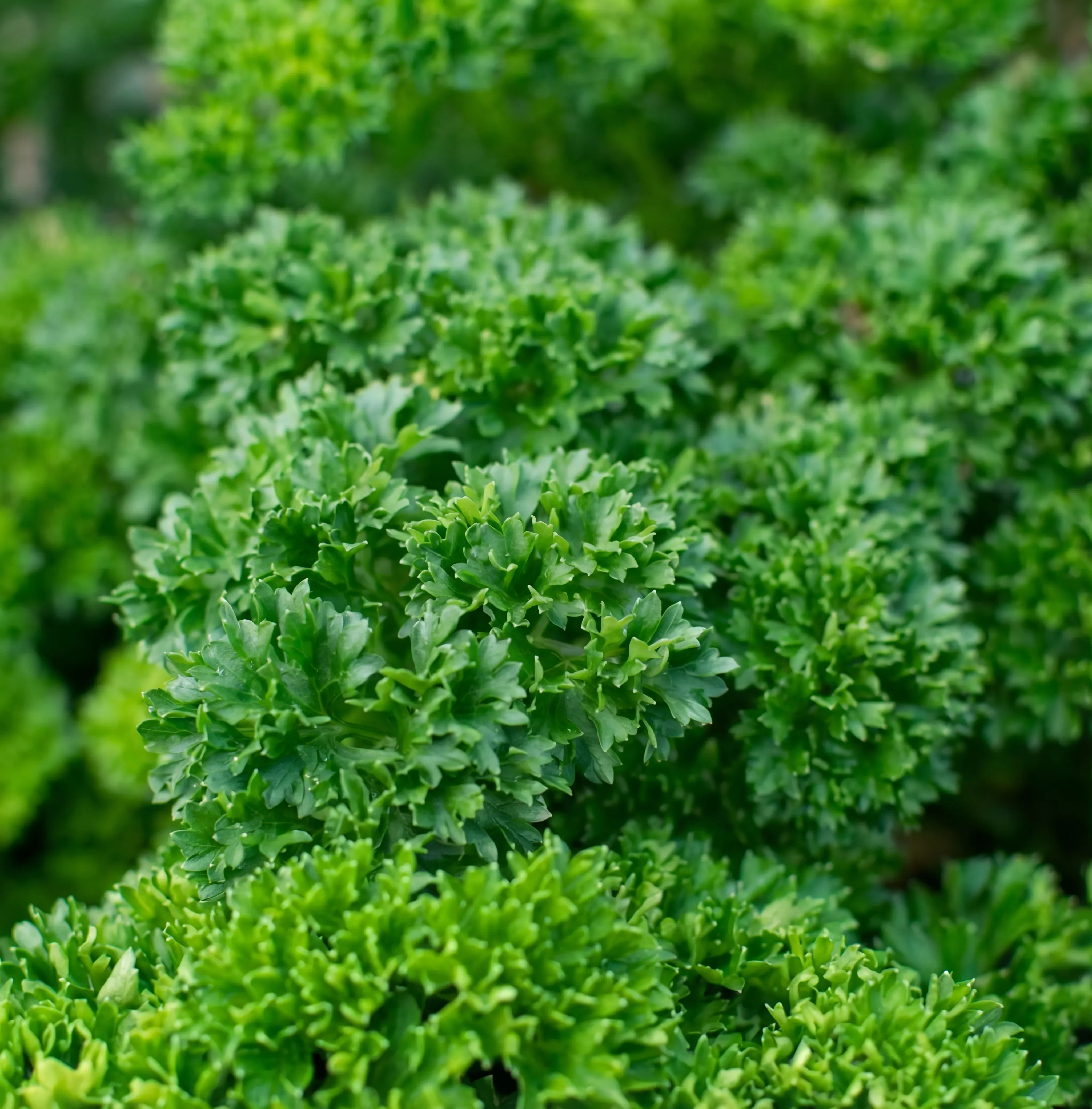 triple-curled-parsley-seeds Triple Curled Parsley Seeds