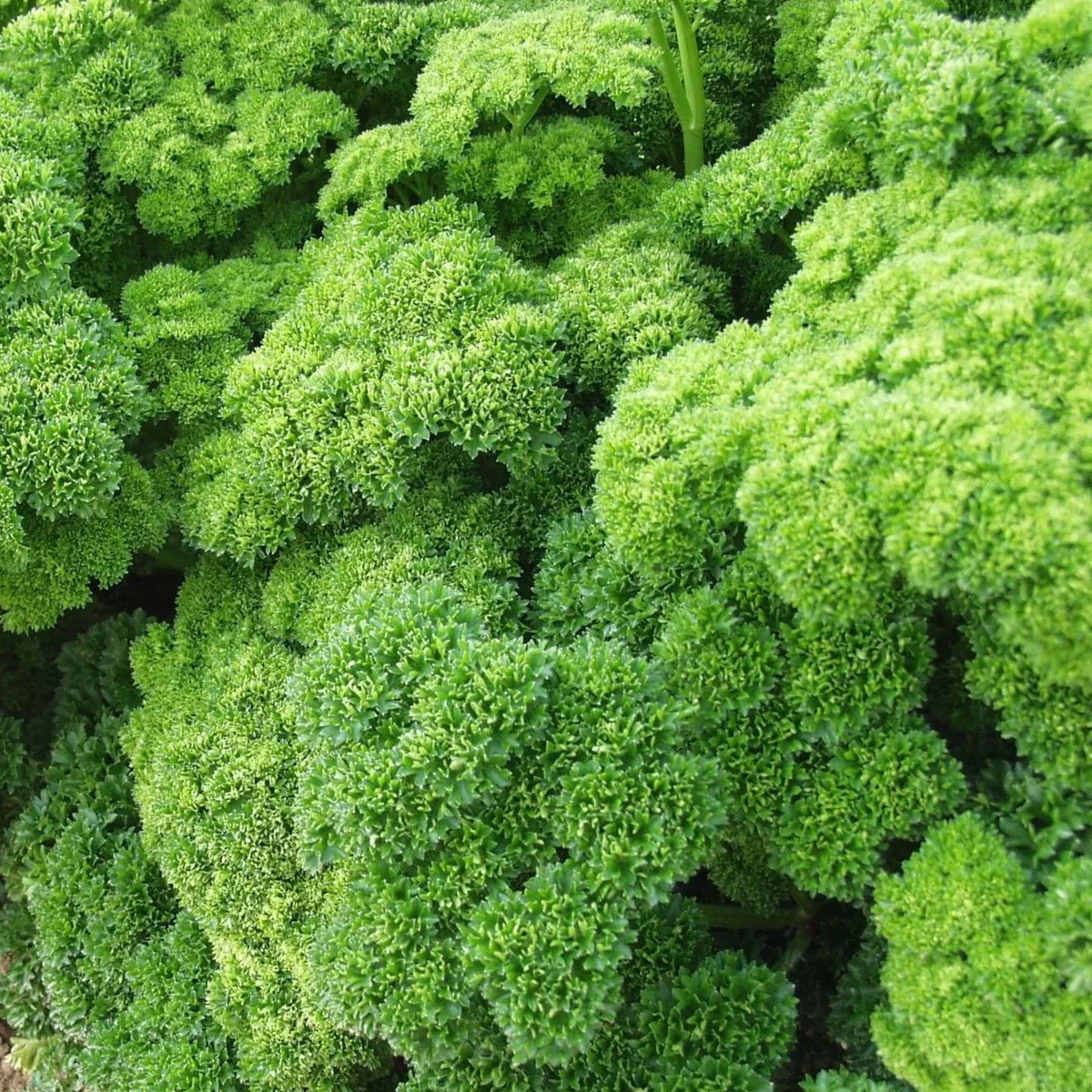 triple-moss-curled-parsley Triple Moss Curled Parsley