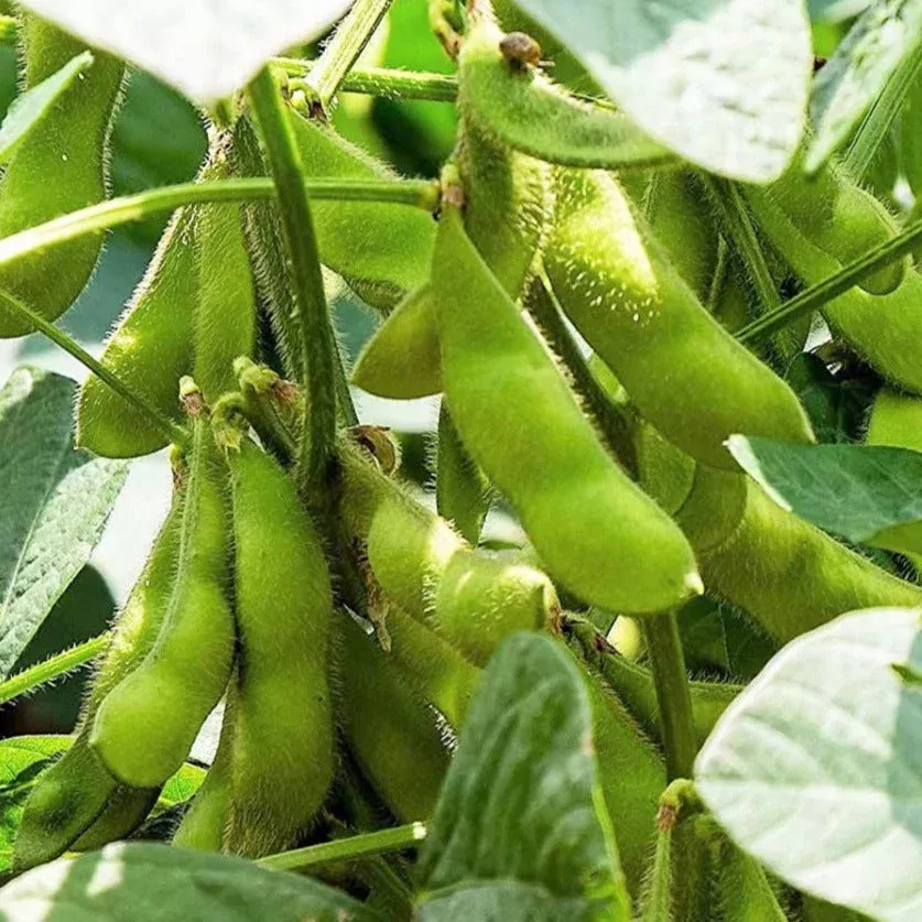 triple-play-edamame-soy-bean Triple Play Edamame Soy Bean