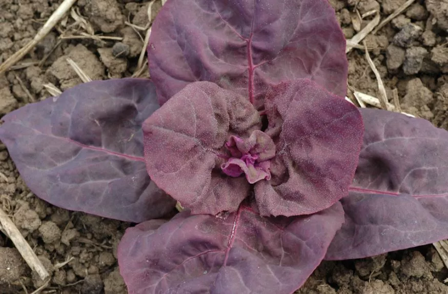 Triple Purple Orach