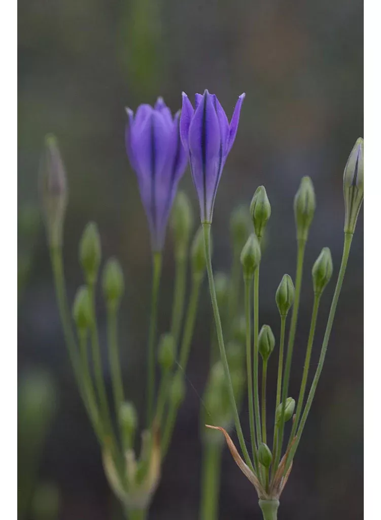 triteleia-bridgesii-bridges-brodiaea-plant Triteleia bridgesii - Bridges' Brodiaea (Plant)