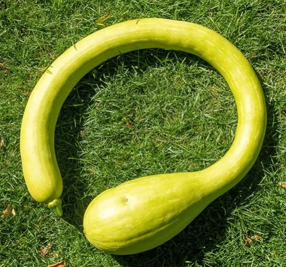trombonci-rampiante-squash Trombonci Rampiante Squash