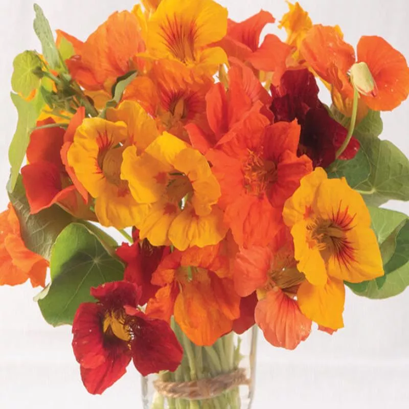 Tropaeolum (Nasturtium) Kaleidoscope Mix'