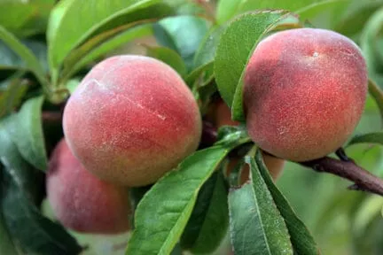 tropic-beauty-dwarf-peach-tree-graftedlow-chill-self-fertile-sweet-juicy-fruit-w Tropic Beauty Dwarf Peach Tree GraftedLow Chill, Self-Fertile, Sweet & Juicy Fruit for Warm Climates