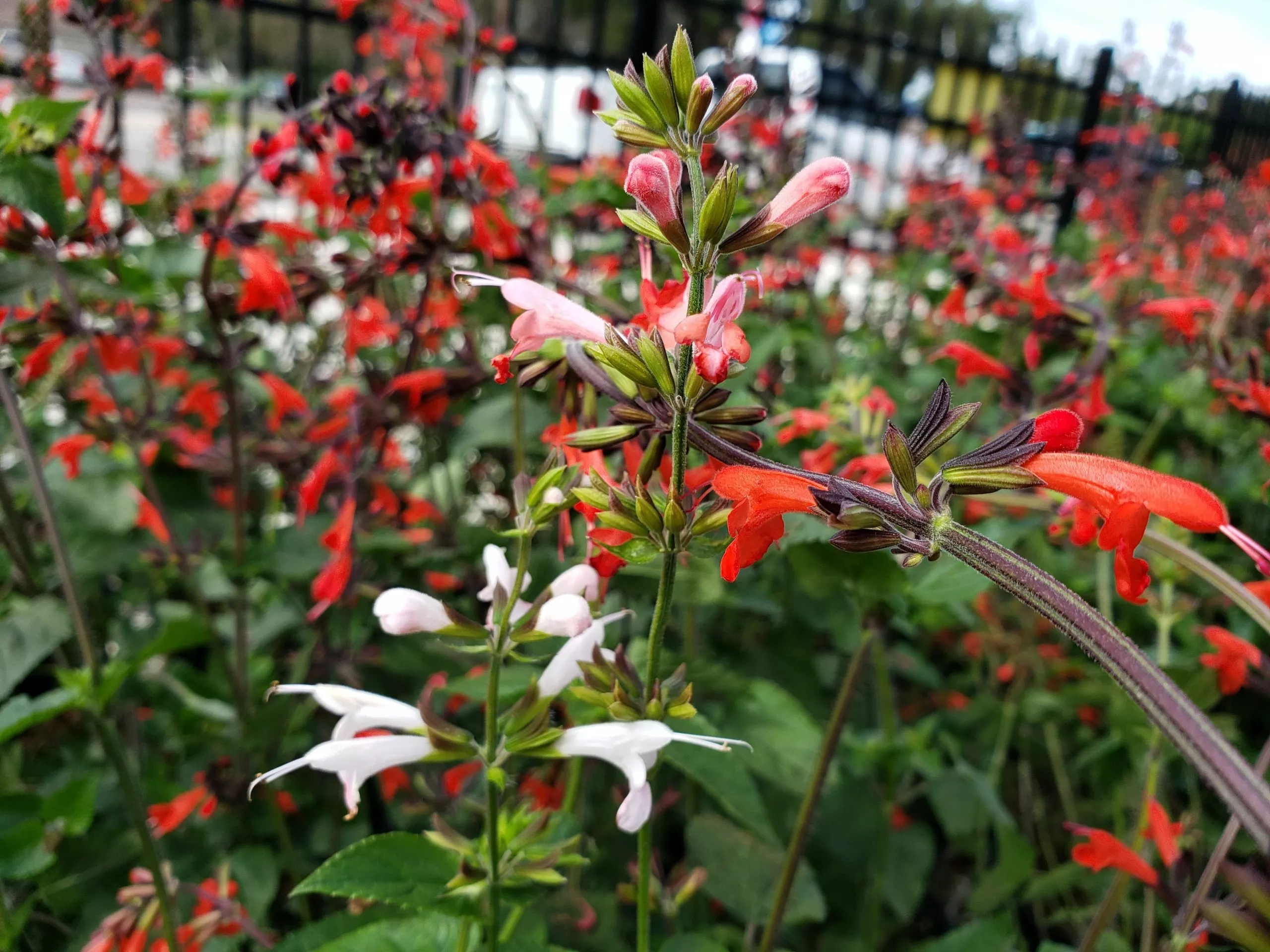 tropical-sage Tropical Sage