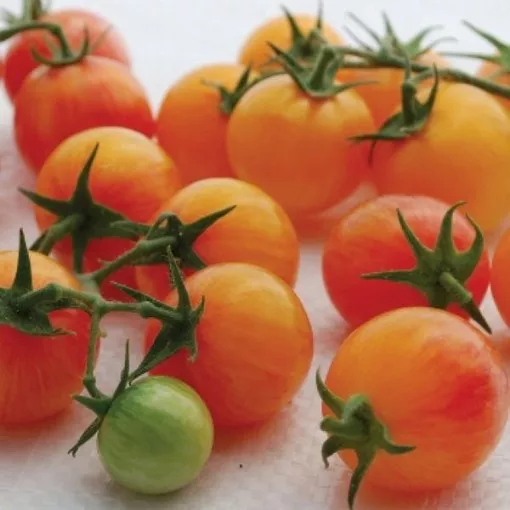 tropical-sunset-tomato-seeds Tropical Sunset Tomato Seeds