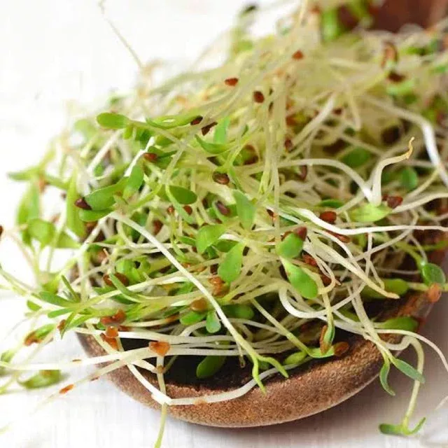 true-alfalfa True Alfalfa