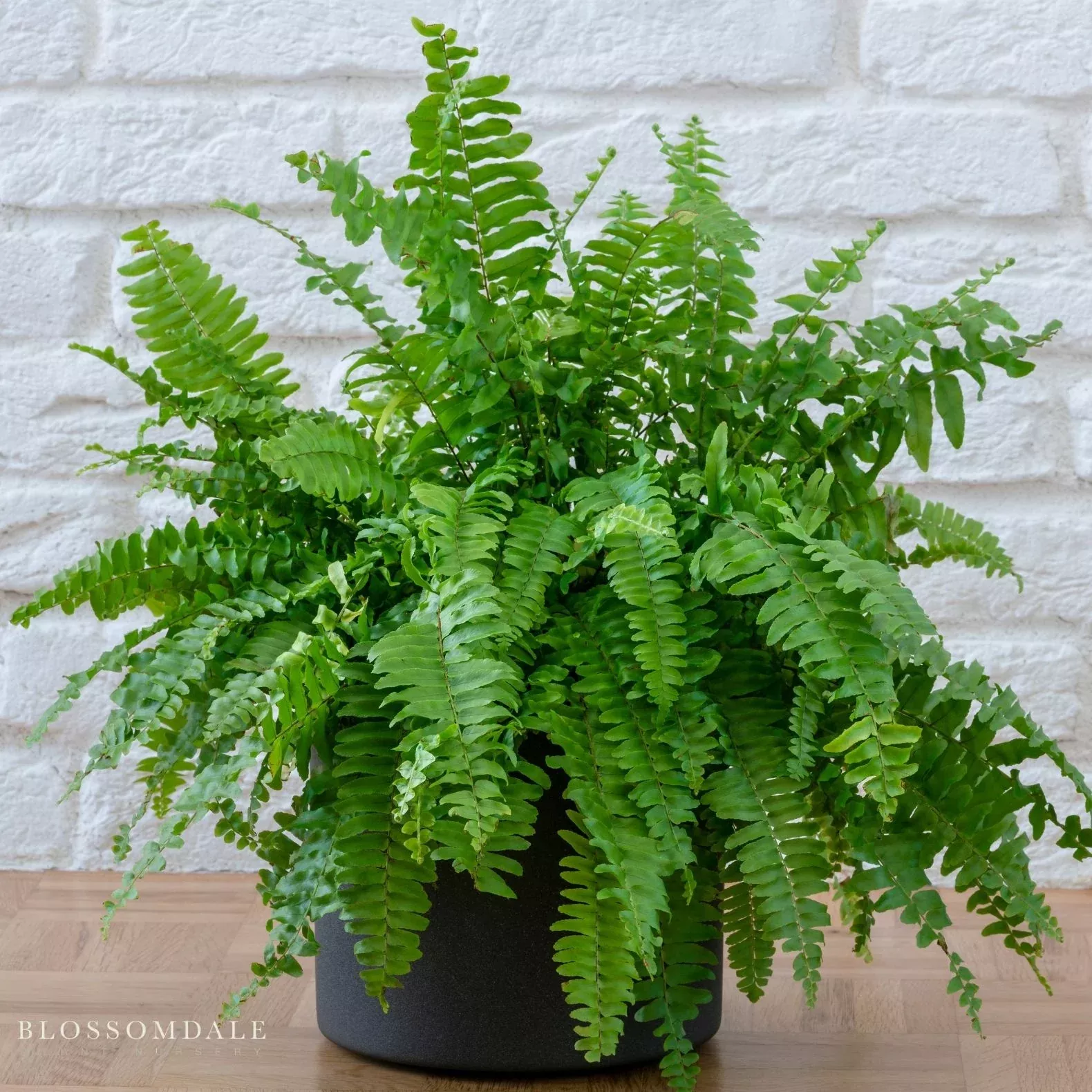 true-boston-massii-fern True Boston Massii Fern