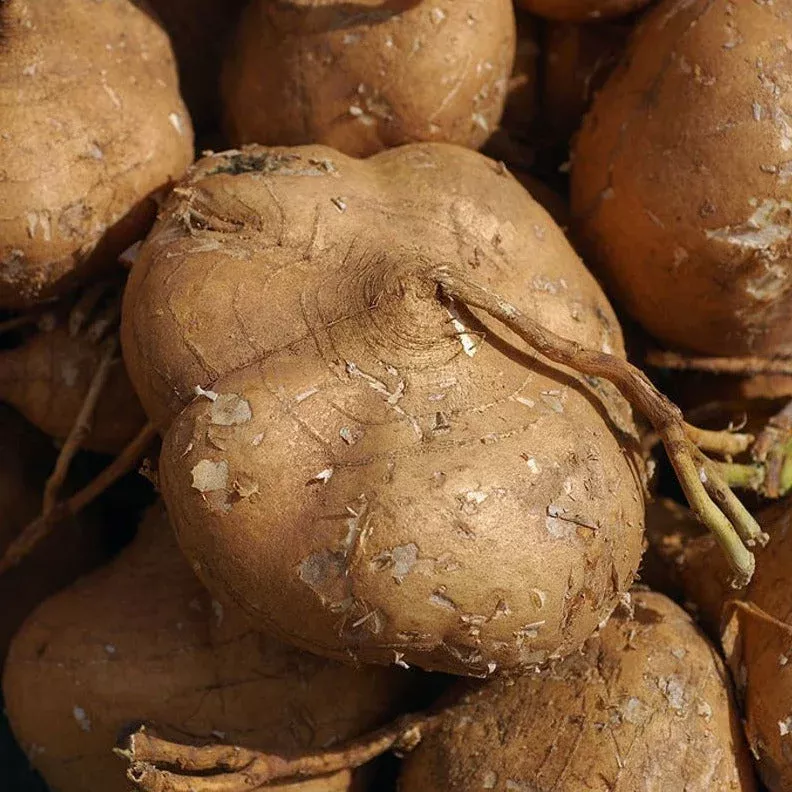 true-jicama True Jicama