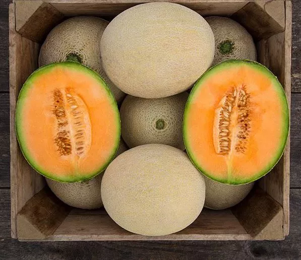 true-love-f1-melon True Love F1 Melon