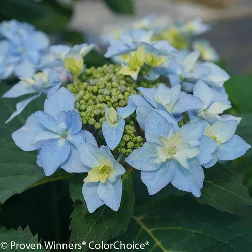 tuff-stuff-ah-ha-hydrangea Tuff Stuff Ah-Ha Hydrangea