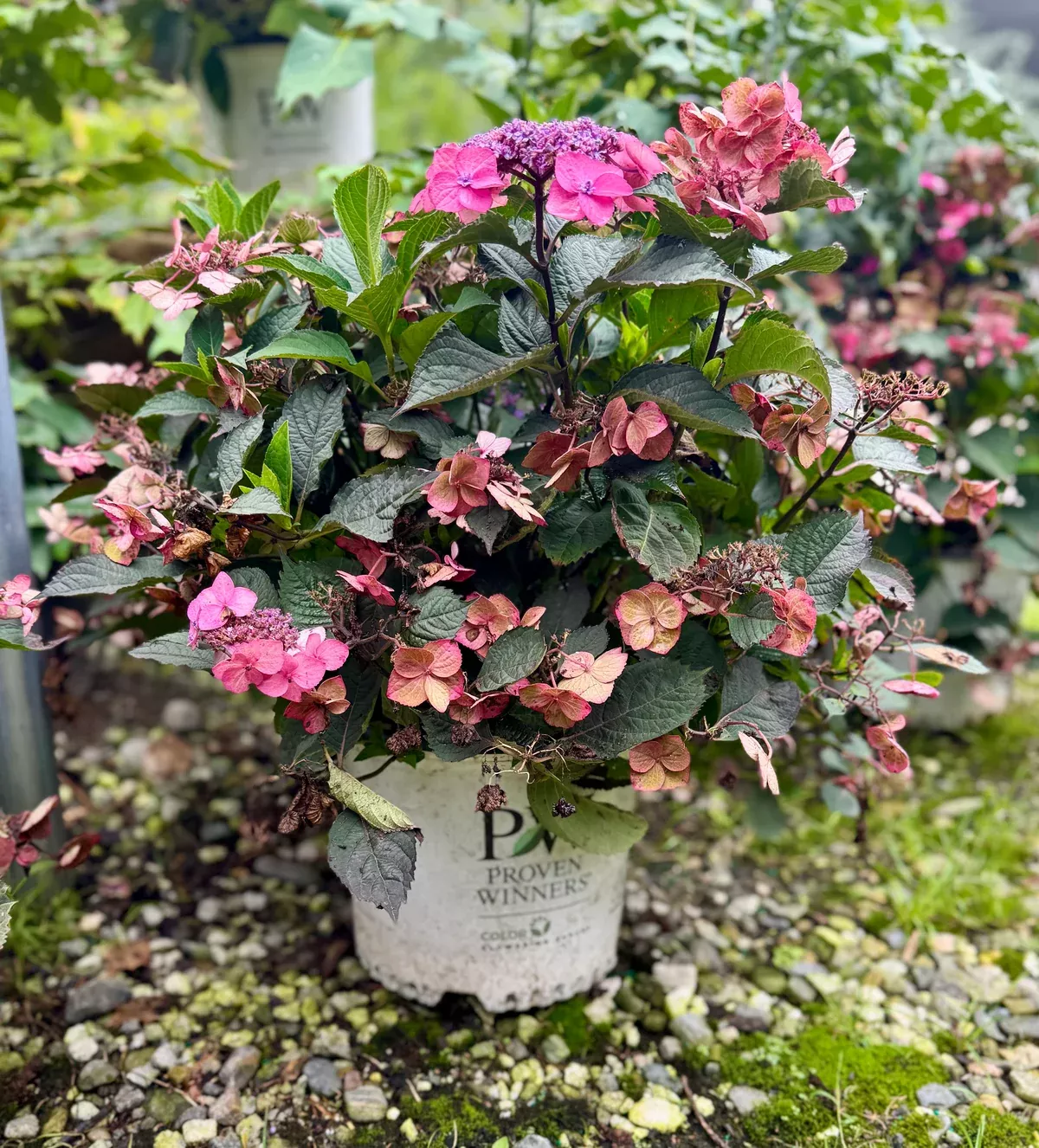 tuff-stuff-top-fun-mountain-hydrangea Tuff Stuff Top Fun™ Mountain Hydrangea