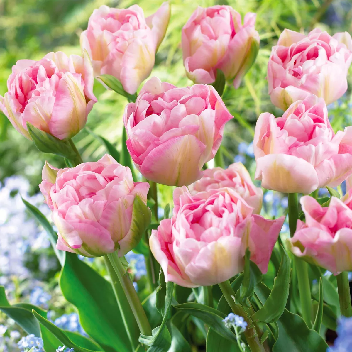 tulip-ang-lique Tulip - Angélique