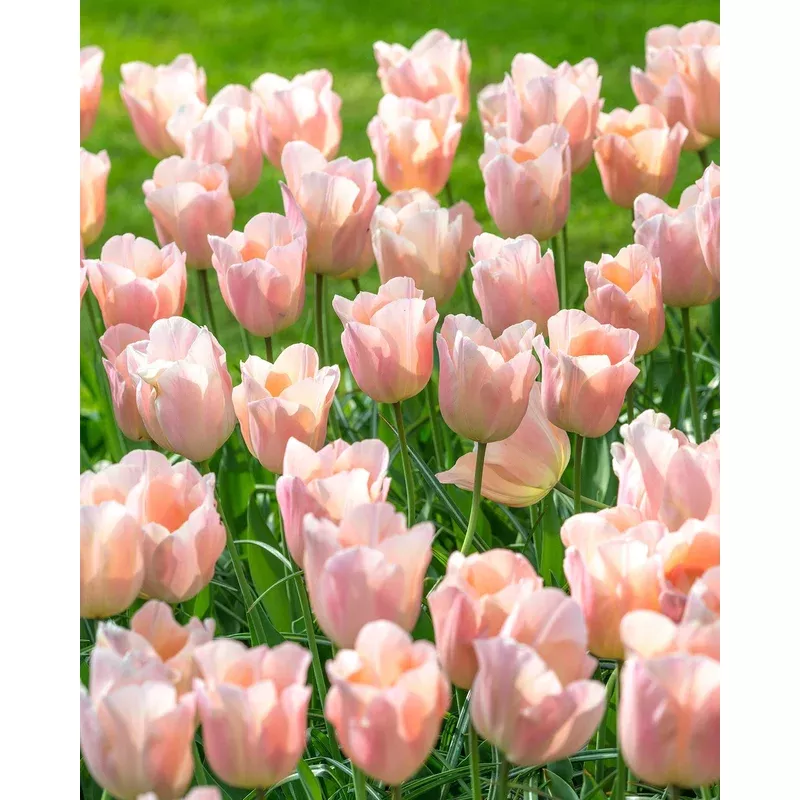 Tulip - Apricot Beauty