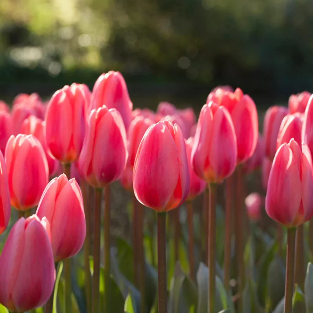 tulip-cosmopolitan Tulip - Cosmopolitan