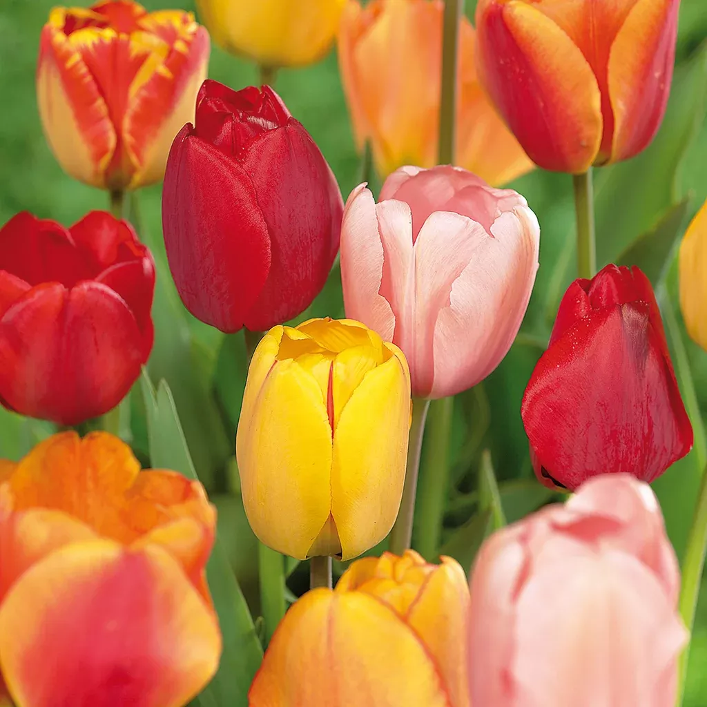 tulip-darwin-hybrid-mix-mammoth-bulbs Tulip - Darwin Hybrid Mix - Mammoth Bulbs