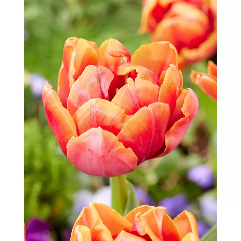 Tulip 'Double Mine'