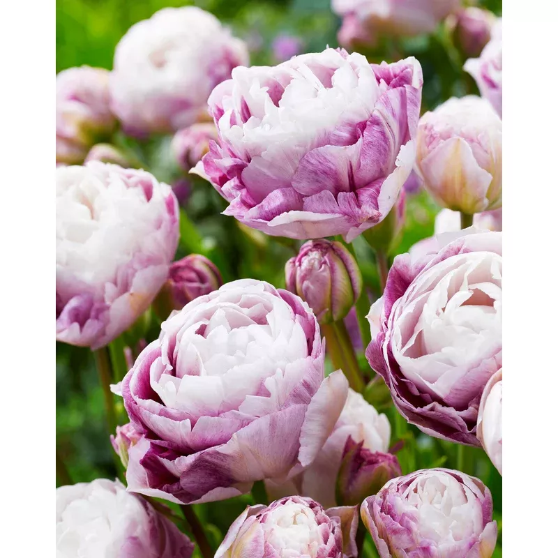 tulip-double-surprise Tulip - Double Surprise