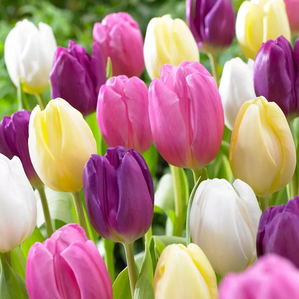 tulip-easter-basket-mix Tulip - Easter Basket Mix