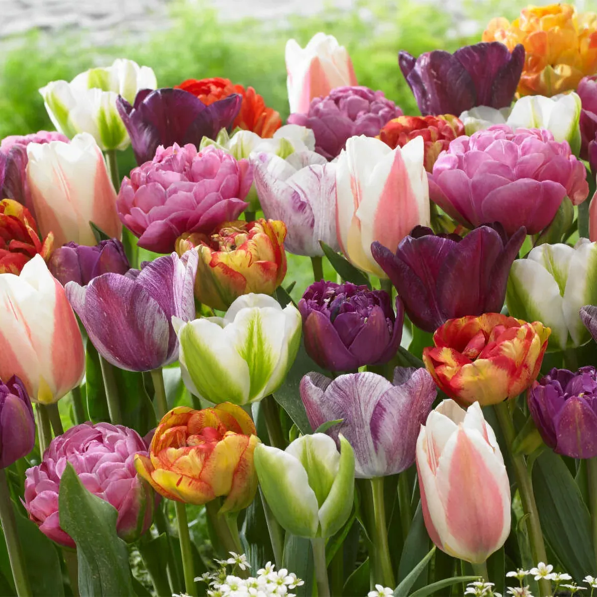 tulip-extended-bloom-paradise-mix Tulip - Extended Bloom - Paradise Mix