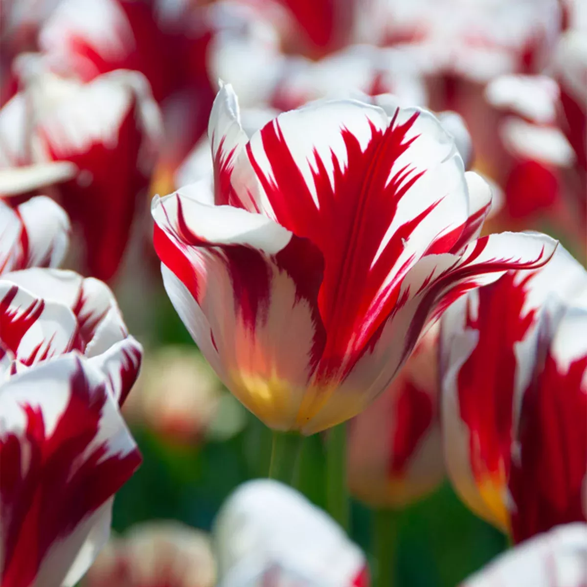 tulip-grand-perfection Tulip - Grand Perfection