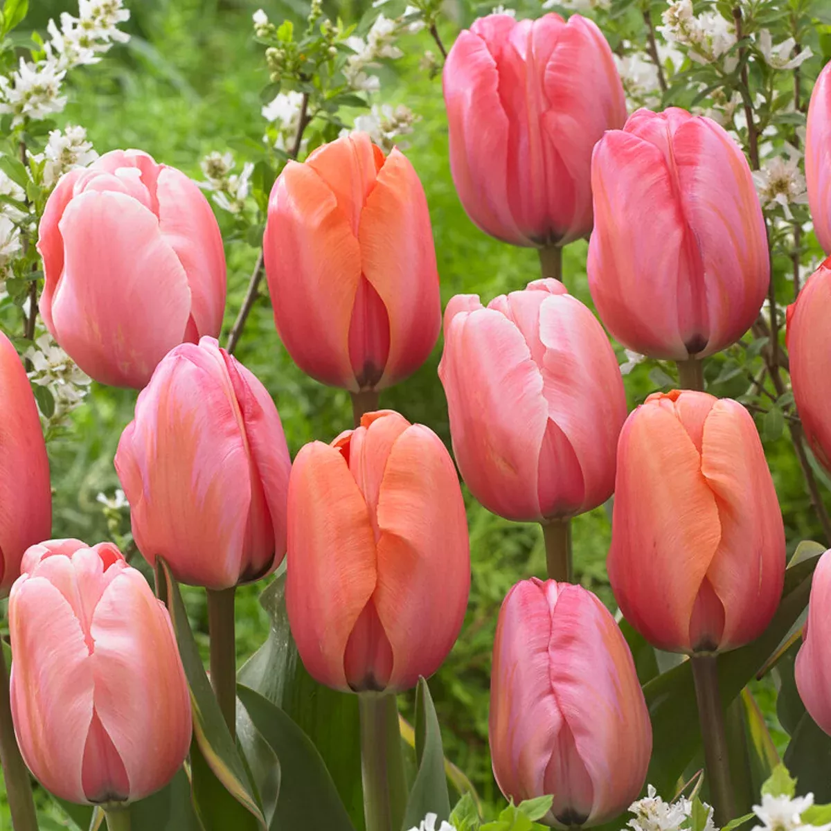 tulip-impression-mix Tulip - Impression Mix