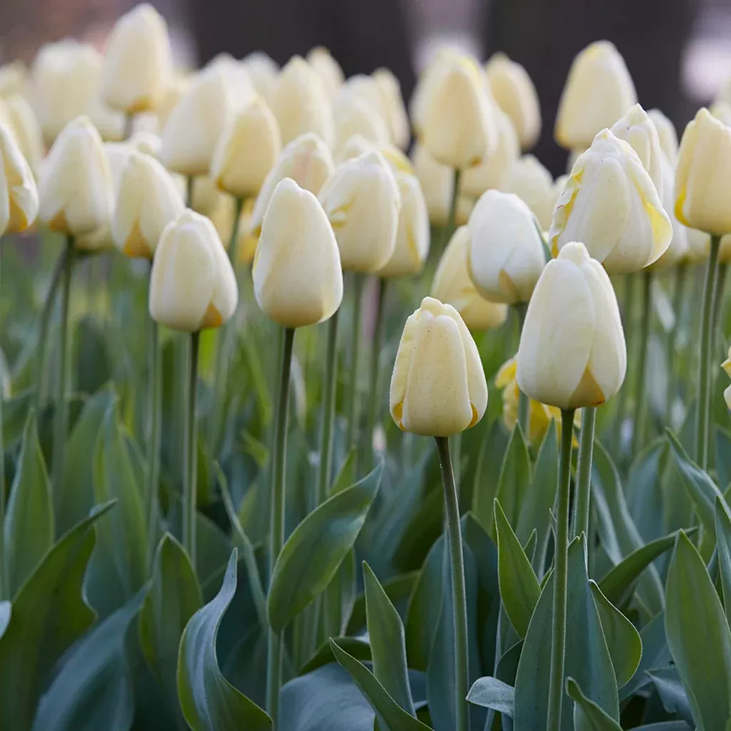 tulip-ivory-floradale Tulip - Ivory Floradale