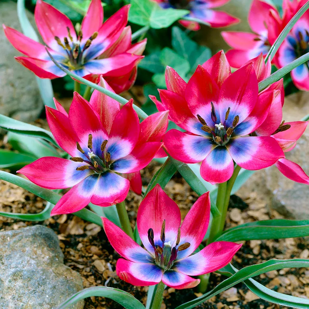 tulip-little-beauty Tulip - Little Beauty