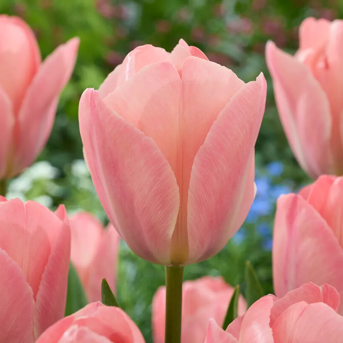 tulip-mystic-van-eijk Tulip - Mystic van Eijk