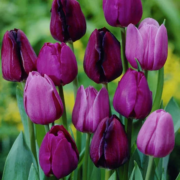 tulip-non-stop-purple-blend Tulip - Non-Stop Purple Blend