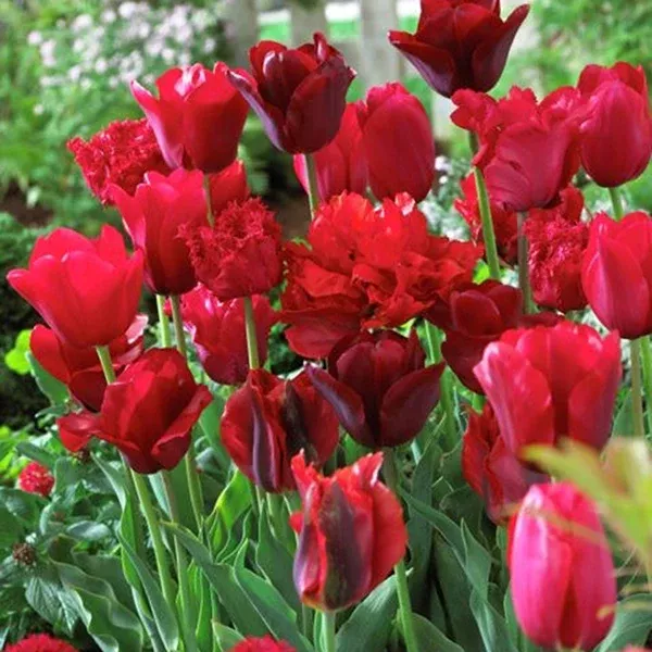 tulip-non-stop-red-blend Tulip - Non-Stop Red Blend