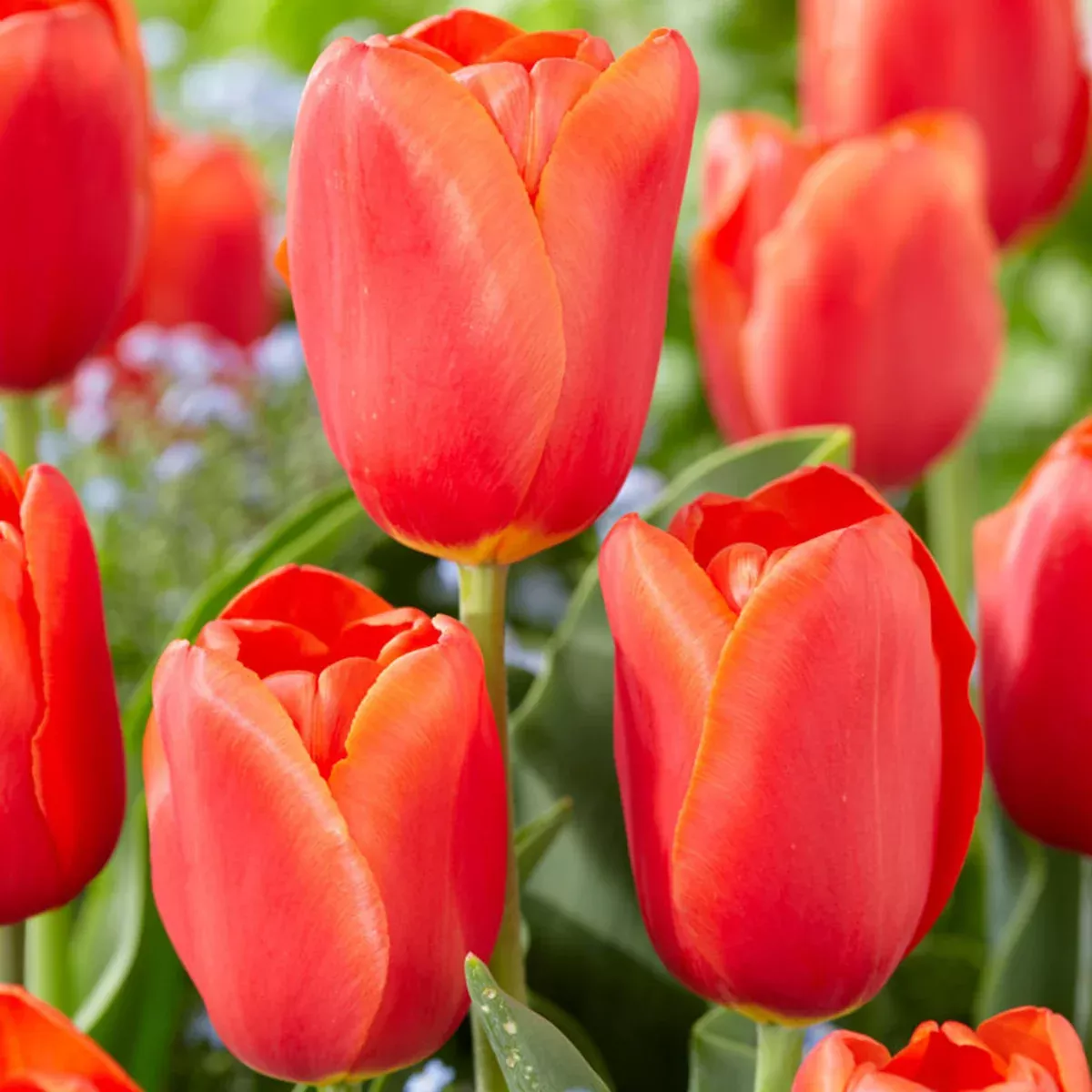 tulip-orange-juice Tulip - Orange Juice