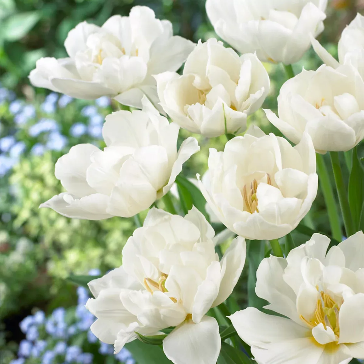 tulip-popcorn Tulip - Popcorn